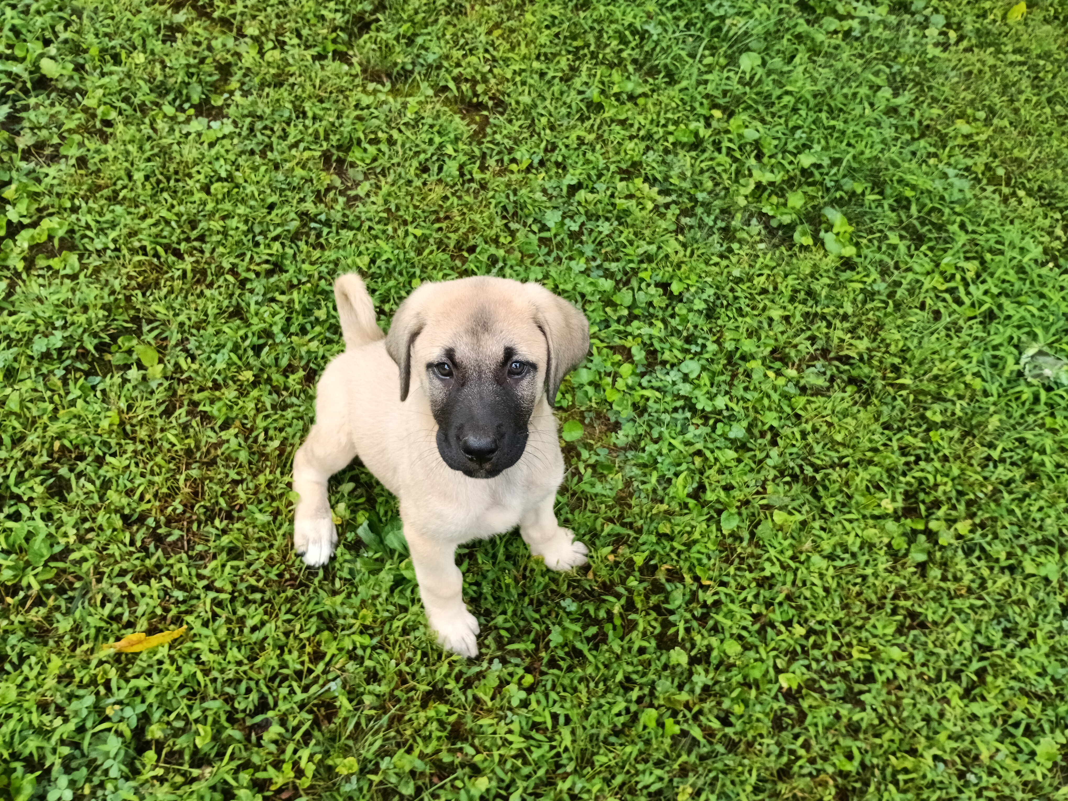 Kangal Kopegi