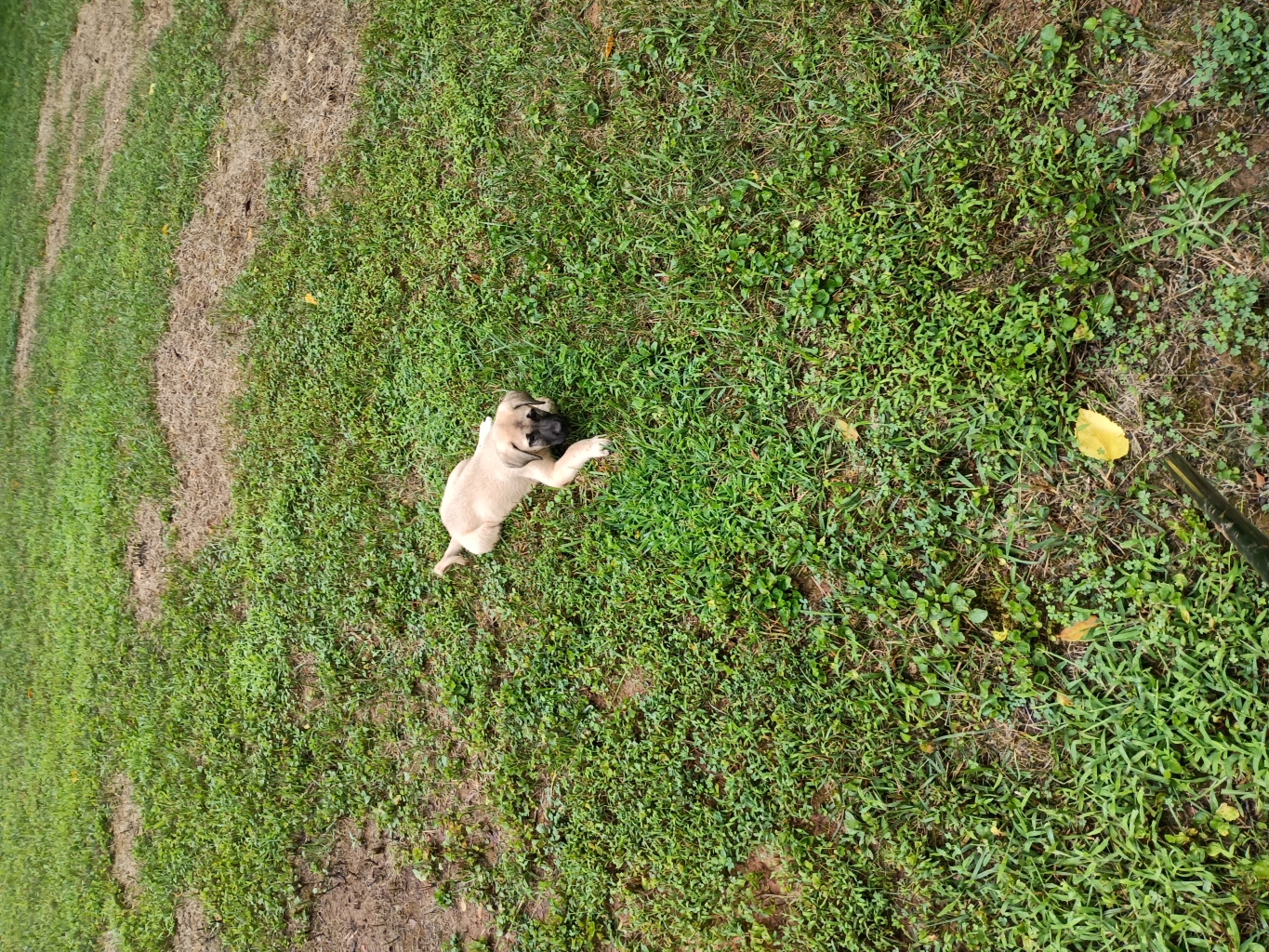 Kangal Dog