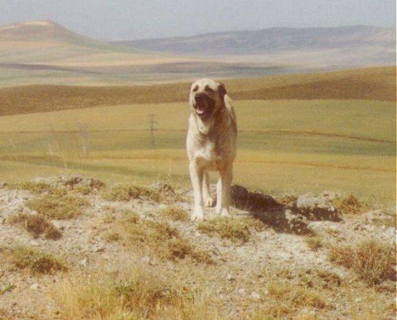 dog kangal