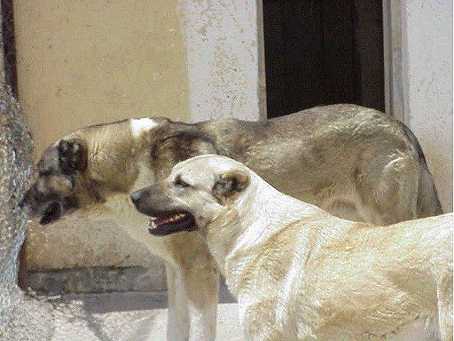 dogs kangal